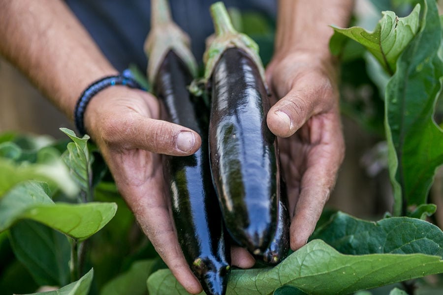 QY9c3hYX_Karaiskos Agritourism Farm Portaria Pelion Greece Visitportaria Peliongastronomy (4).jpg